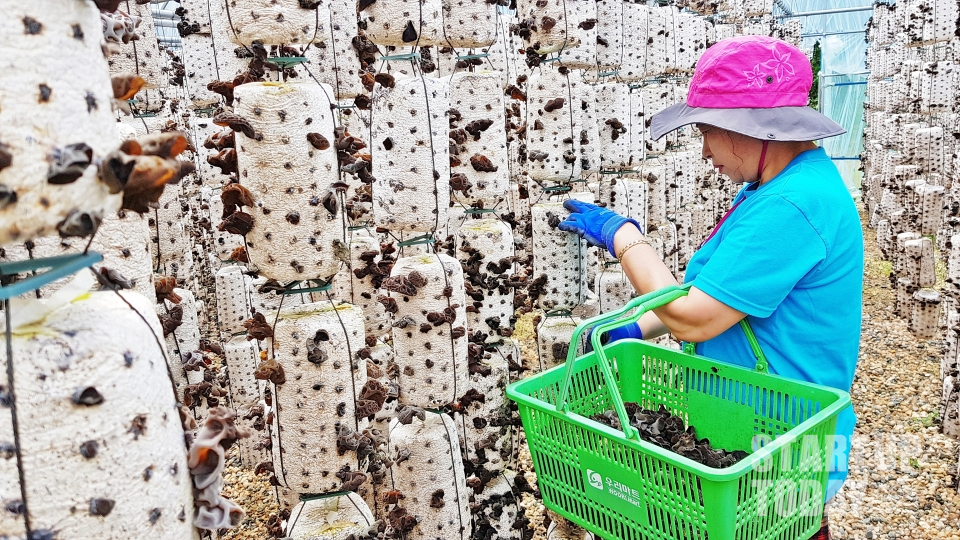 금보삼농원 버섯은 경상남도 산청군 해발 500m 높이에서 유기농 인증을 받은 지하 암반수로 재배되고 있다. (사진제공: 이경섭 산청농부)