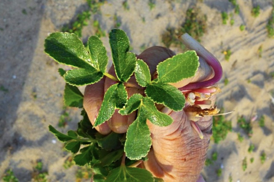 나물투데이의 농가. (사진=나물투데이 홈페이지 갈무리)