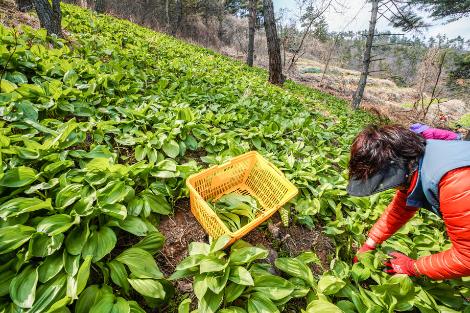 쑥쑥마켓에서 판매중인 상품들은 품질관리를 위해 여러번 농가를 직접 방문하고 직접 눈으로 확인하는 과정을 반드시 거친다. (사진=리디브 제공)
