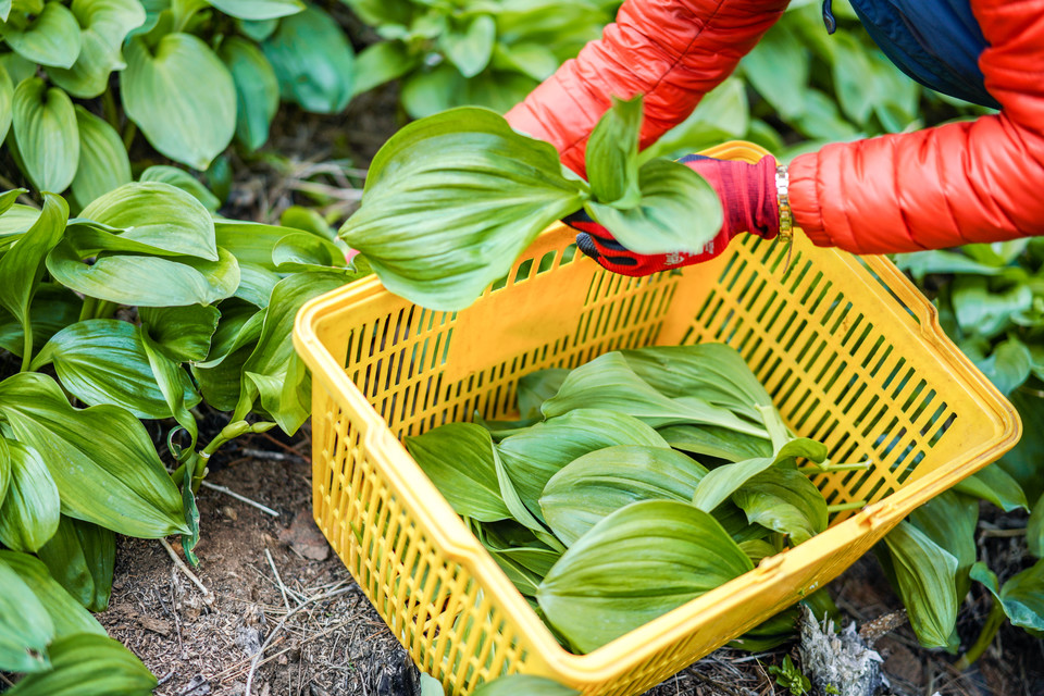 쑥쑥마켓에서 판매중인 상품들은 품질관리를 위해 여러번 농가를 직접 방문하고 직접 눈으로 확인하는 과정을 반드시 거친다. (사진=리디브 제공)