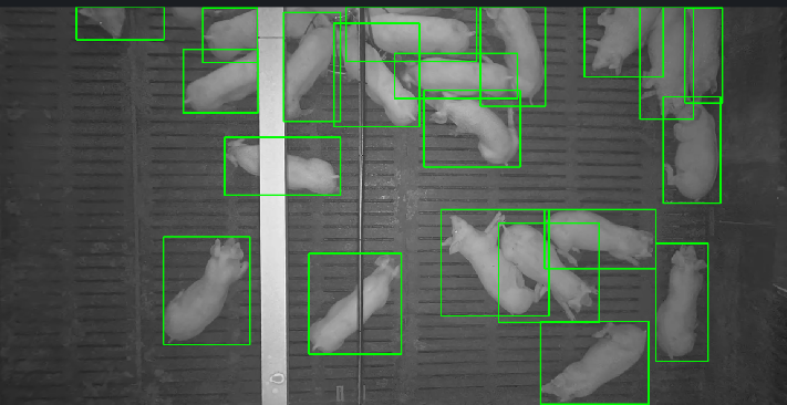야간 돼지 탐지 인공지능 모델 구동 화면. (사진=한국축산데이터 제공)