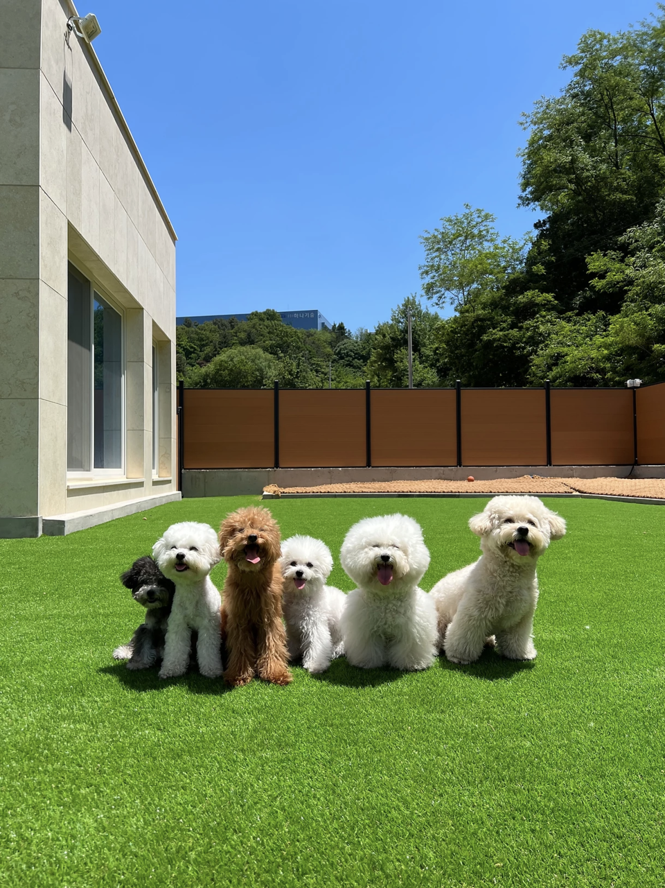 마당스페이스를 이용 중인 반려견(사진=얼롱)